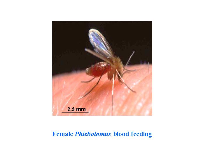 leishmaniasis-insects-disease-and-histroy-montana-state-university